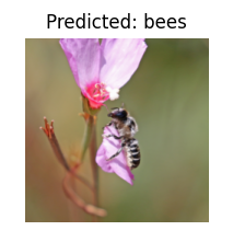 ../_images/hymenoptera-finetuning_prediction_silver-tailed_petalcutter_bee.png